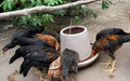 La FAO demande 20 millions de dollars pour lutter contre la grippe aviaire en Afrique de l'Ouest